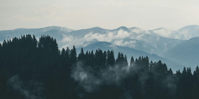 Photo of Macon County's natural forests