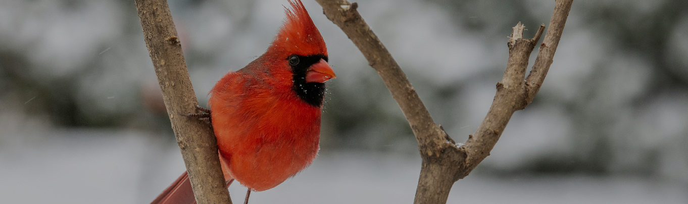 Photo of a red Cardinal on a branch